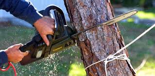 Best Fruit Tree Pruning  in Conyngham, PA