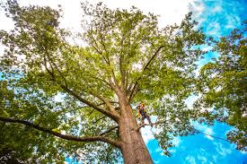 Best Palm Tree Trimming  in Conyngham, PA