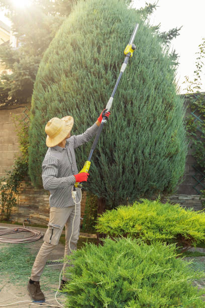 Trusted Conyngham, PA Tree Services Experts